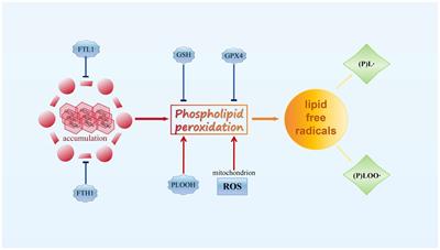 The role of ferroptosis in neurodegenerative diseases